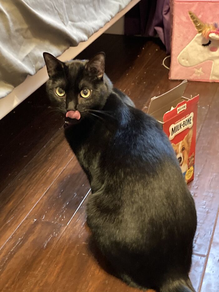 My Two Fluffy Kitties Both With Tongues Out, Hope You Like