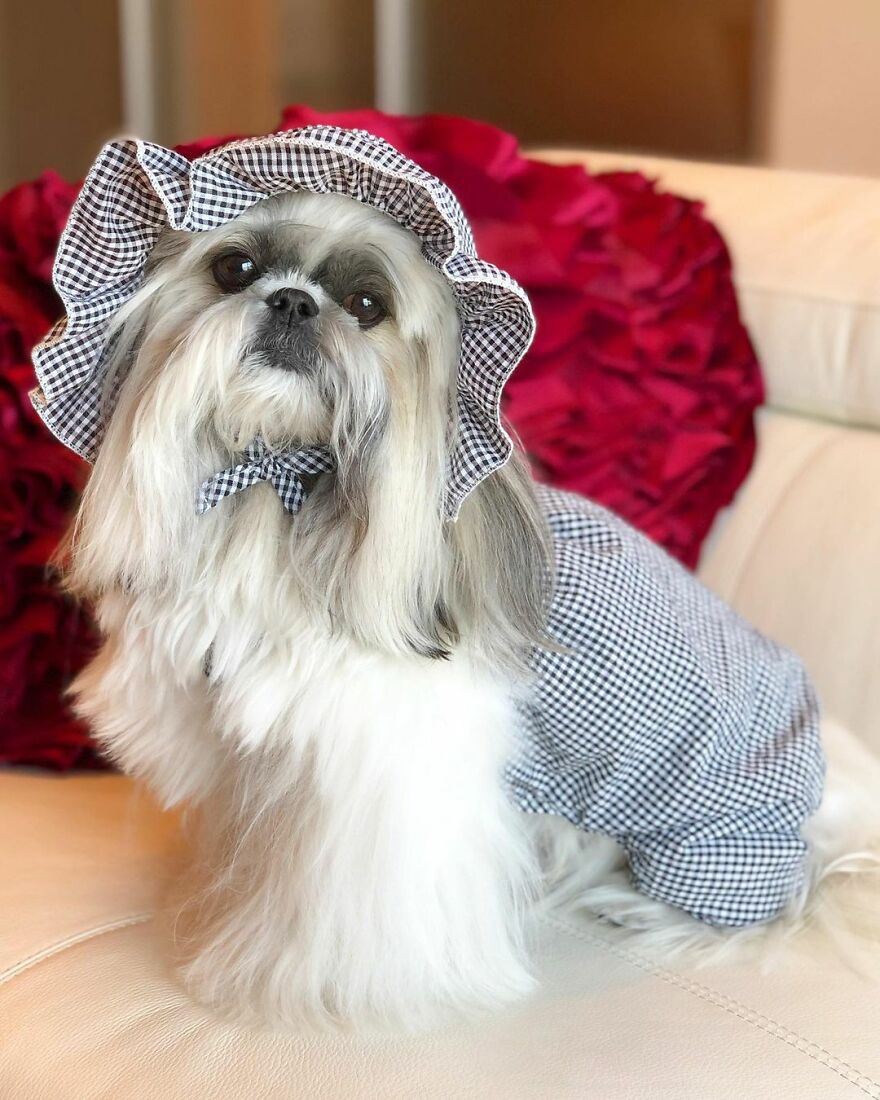 Small dog fashionista dressed in a gingham outfit with a matching bonnet, sitting on a white couch with red pillows.