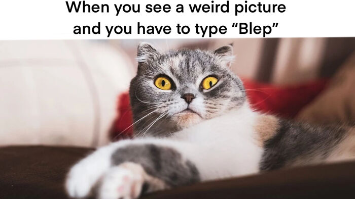 Everyone Understands This, Right?