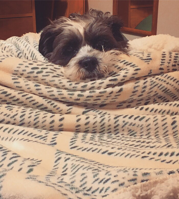 My Dog Knows How To Wrap Herself Like A Burrito
