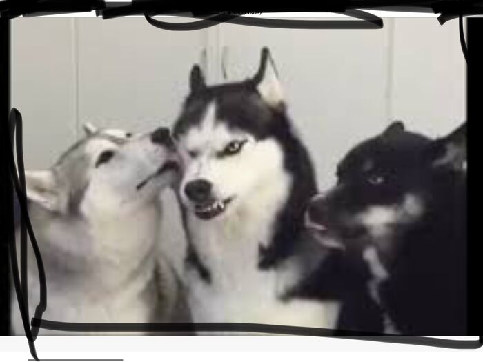 Stop It My Fellow Husky