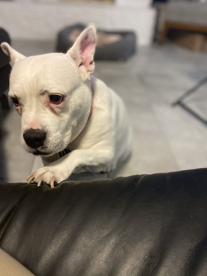 She Looks Like A Puppy. Yeah She’s 12