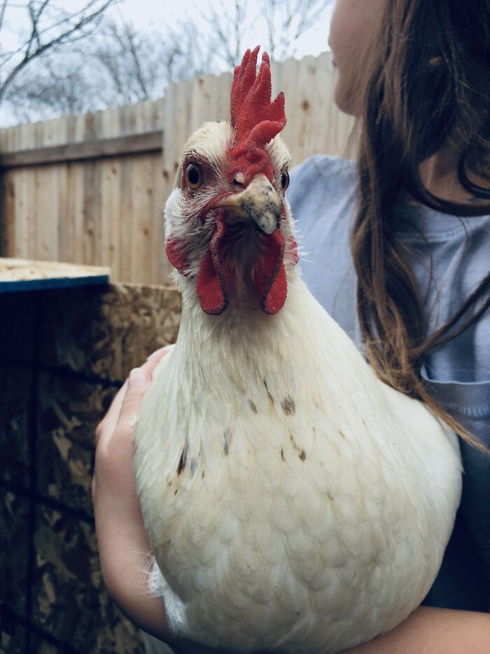 My Chicken Named Cinnamon