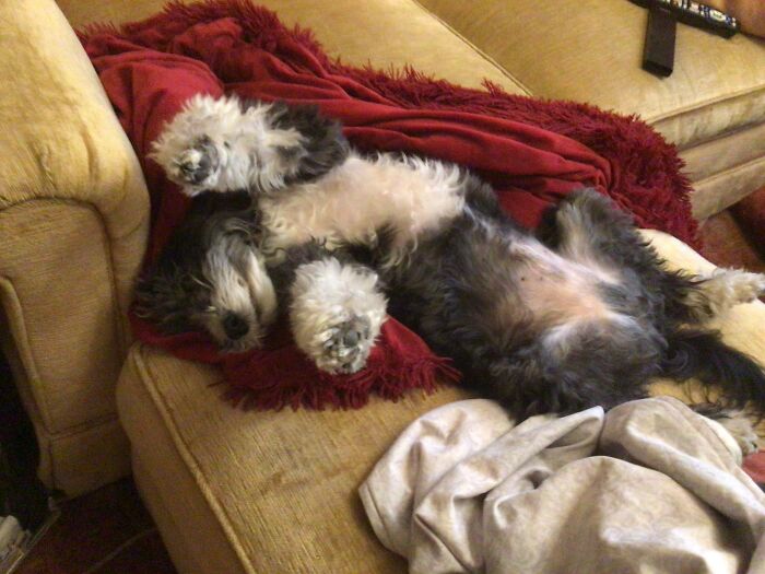 Introducing... Dexter Doggo! The King Of Cuddles!