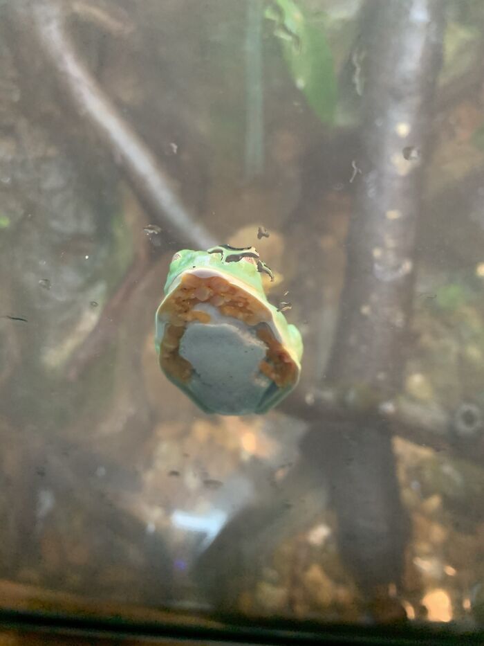 When I Was At The Zoo, And I Saw A Frog Stuck To A Wall.