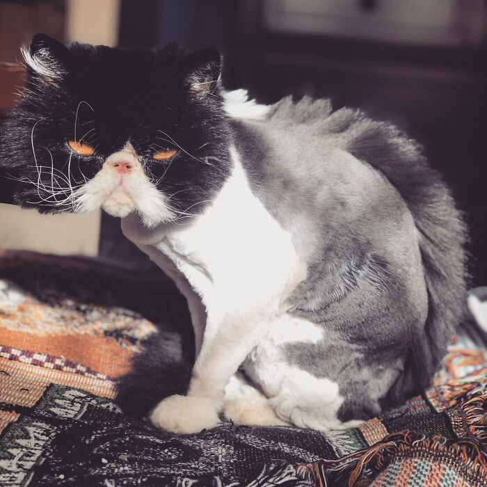 Don’t Think She’s Digging The Mohawk😂