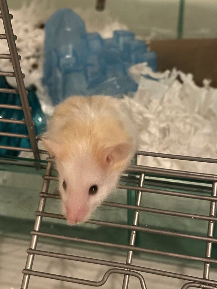 Blondie Poking Her Nose Out Into The World