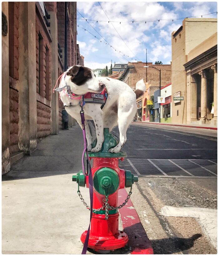 My Dog On This Fire Hydrant In Bisbee, Arizona