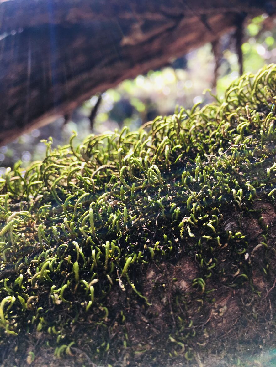 Wildlife Photography Wildlife Photography