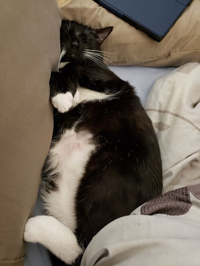 Sir Jasper Lebrawn During His Lunch Time Nap