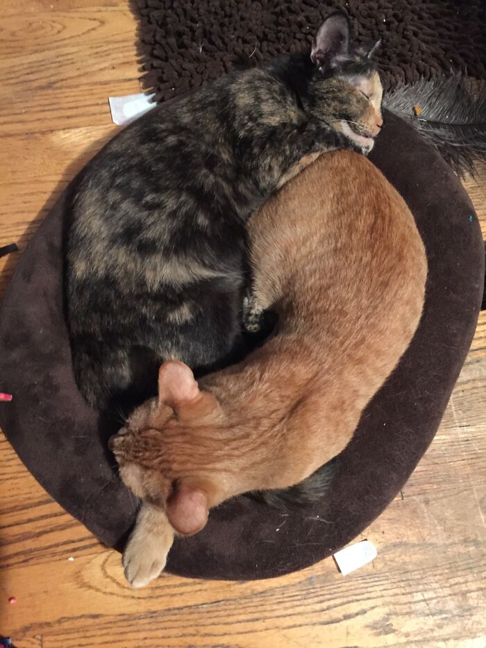 These Are My Cute Kitties! The Tabby’s Name Is Flash (Boy Kitty) And The Tordie’s Name Is Slade (Girl Kitty).