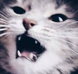 AHHHH-cat-6049c581d5618.png