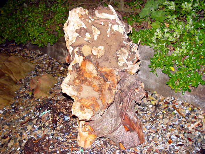 A Mans Face In This Driftwood I Photographed At Night.