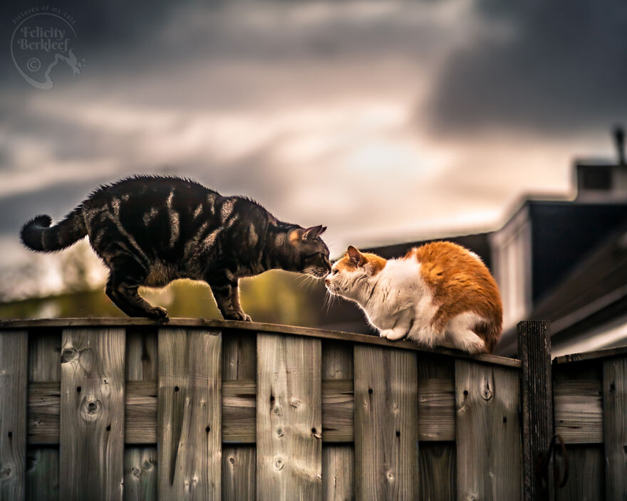 After His Best Buddy Passed Away, I Made It My Promise To Find Him A New Friend After His Best Buddy Passed Away, I Made It My Promise To Find Him A New Friend