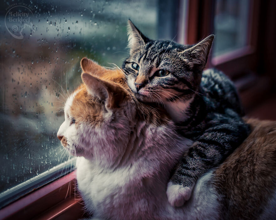 After His Best Buddy Passed Away, I Made It My Promise To Find Him A New Friend After His Best Buddy Passed Away, I Made It My Promise To Find Him A New Friend