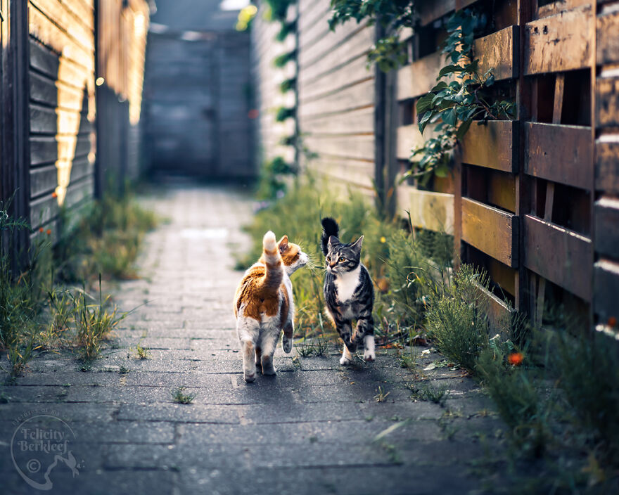 After His Best Buddy Passed Away, I Made It My Promise To Find Him A New Friend After His Best Buddy Passed Away, I Made It My Promise To Find Him A New Friend