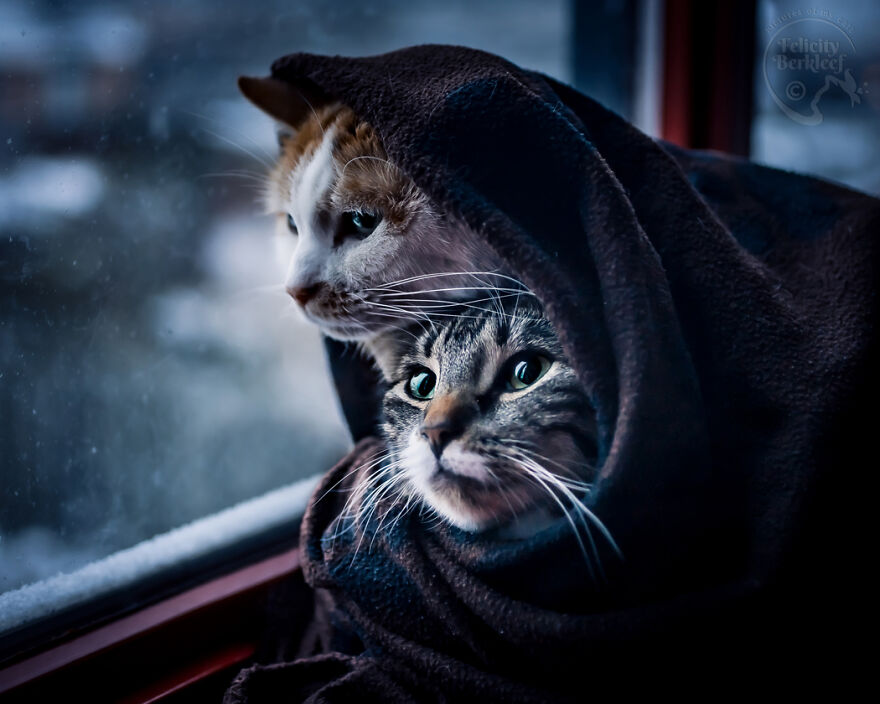 After His Best Buddy Passed Away, I Made It My Promise To Find Him A New Friend After His Best Buddy Passed Away, I Made It My Promise To Find Him A New Friend