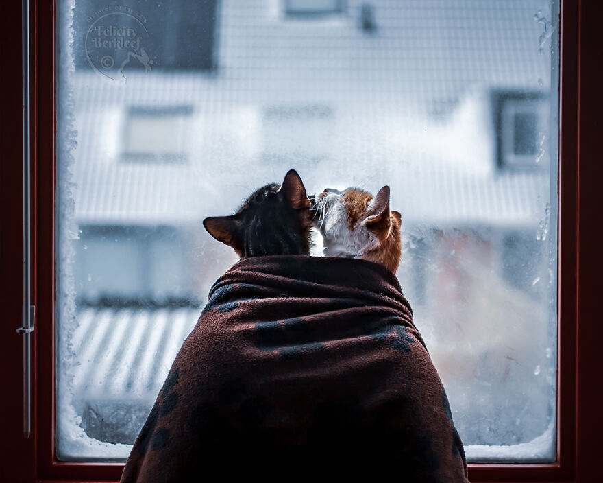 After His Best Buddy Passed Away, I Made It My Promise To Find Him A New Friend After His Best Buddy Passed Away, I Made It My Promise To Find Him A New Friend