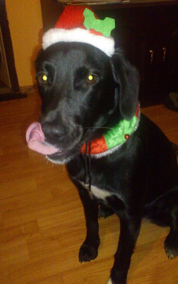 Meet Aicha. Santa's Little Helper.