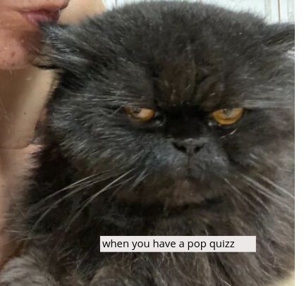 Angry-cat-605009e9c10c9.jpg