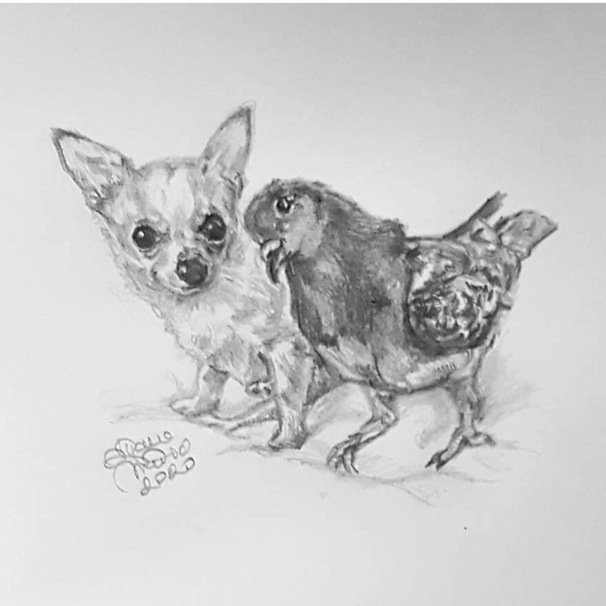 Herman The Pidgeon And Lundy The Dog: @themiafoundation