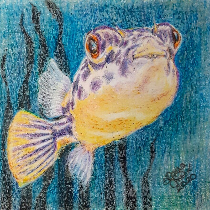 Rona The Pufferfish And Her Cute Teeth: @ronathepuff