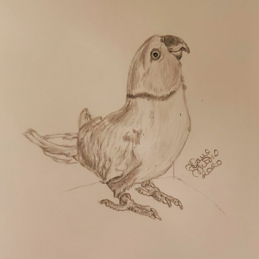 This Smart Yellow Wonder: @twinkietheparrot