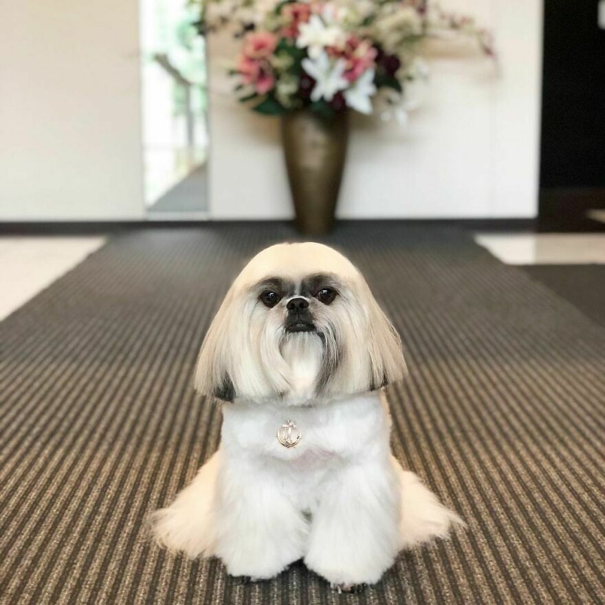 Instagram-famous dog fashionista with stylish fur, sitting on a carpeted floor in a modern indoor setting.
