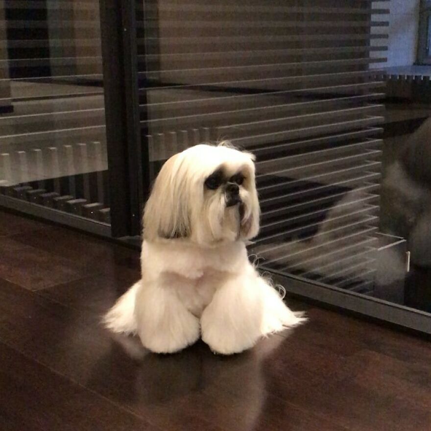 Small white dog with stylish long fur sitting on dark floor, resembling an Instagram-famous dog fashionista and pop star look.