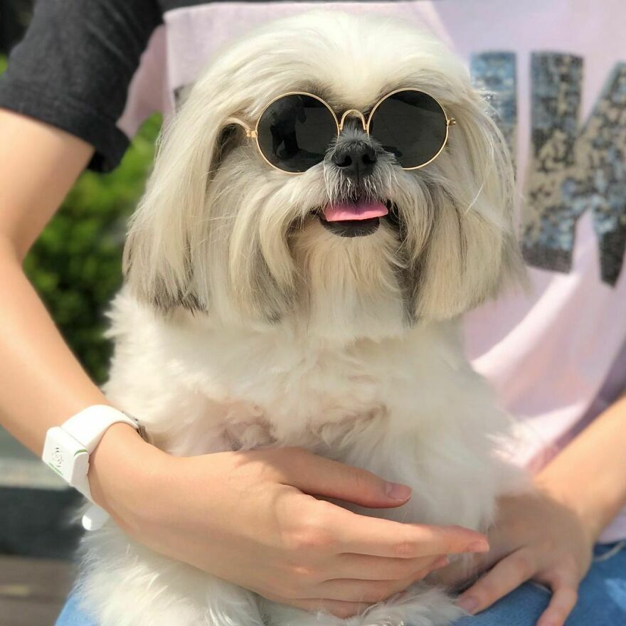 Small Instagram-famous dog fashionista wearing round sunglasses, looking stylish and relaxed in owner's arms outdoors.