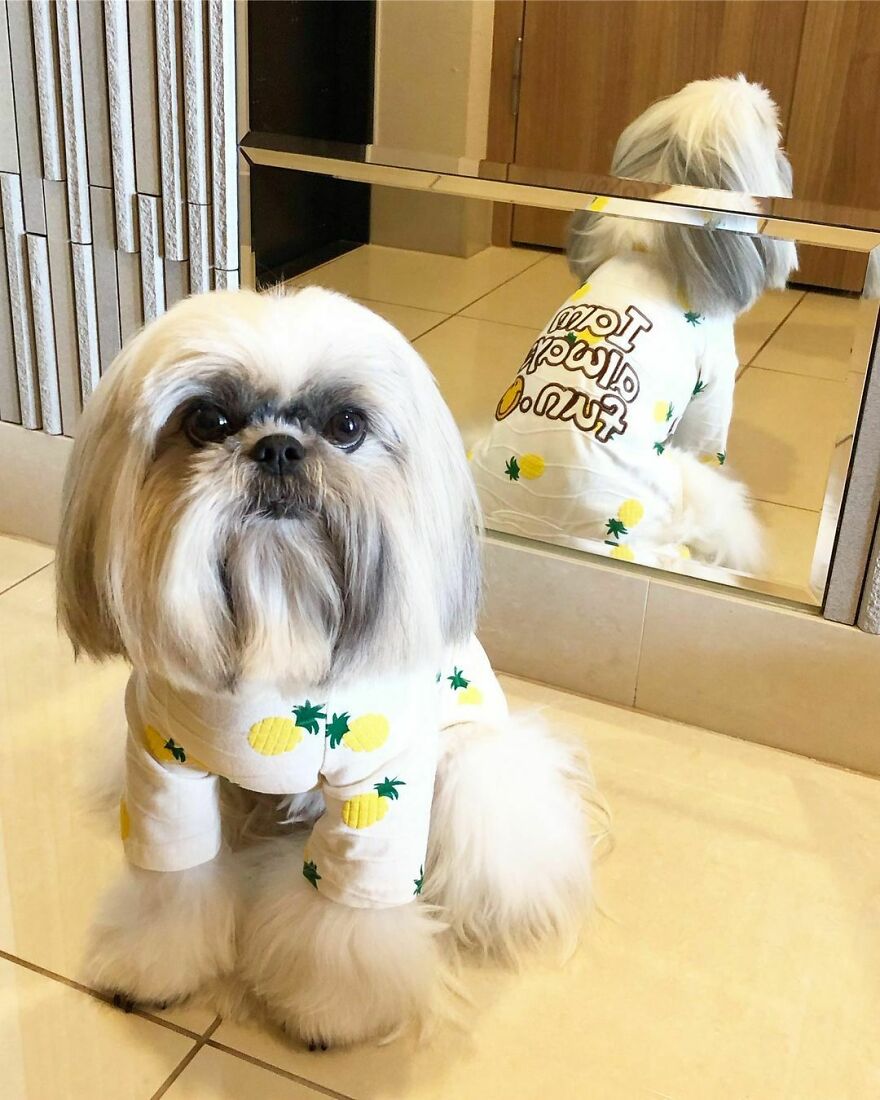 Small dog fashionista wearing a pineapple print outfit sitting on floor in front of mirror indoors.