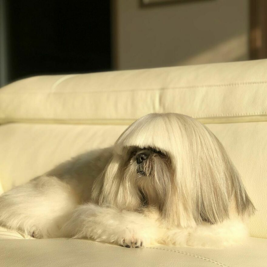 Instagram-famous dog fashionista with long, stylish hair resting on a cream-colored couch in natural light.