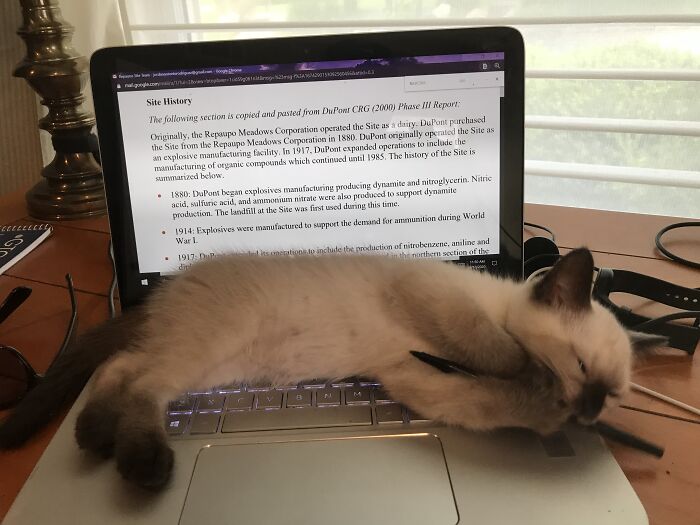 All That Legal Work Was Just Too Much