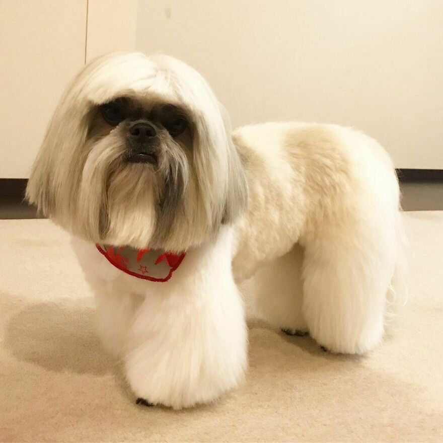 Small dog fashionista with a stylish haircut and a red bandana, posing indoors with a pop star vibe.