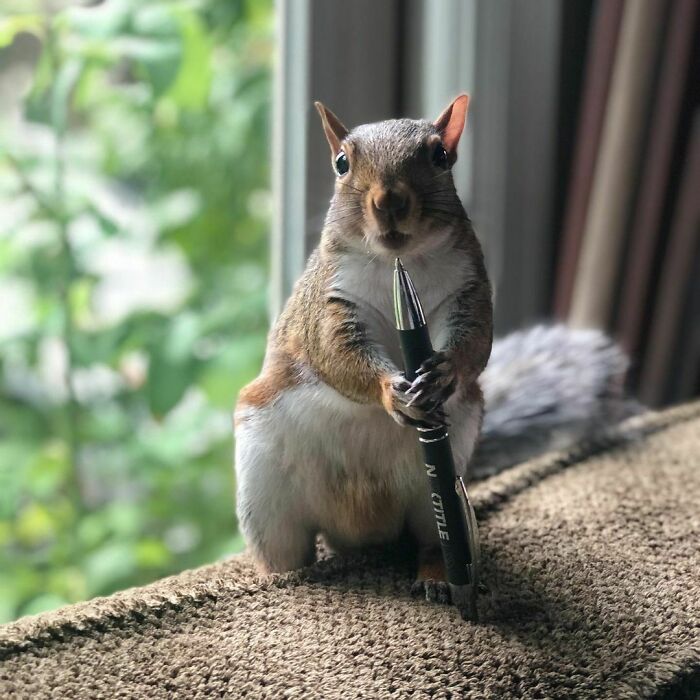 Woman Finds A Baby Squirrel On The Sidewalk And Gives Him A Second Chance At Life; Two Years Later, He Still Visits Her Garden