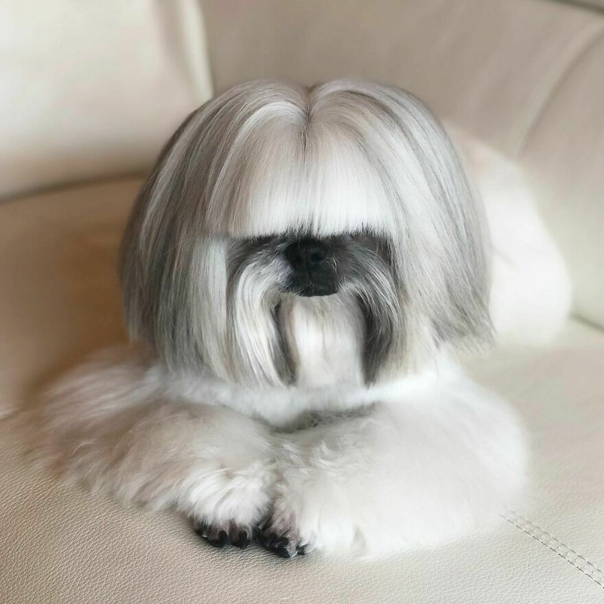 Instagram-famous dog fashionista with a stylish long haircut resting on a cream-colored couch.