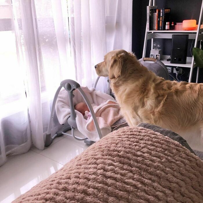 Since The Skin Baby Has Joined The Family I Have Had To Up My Protec Skillz. Extra Barks Were Made At The Postman, Can’t Trust That Yellow Coated Freak