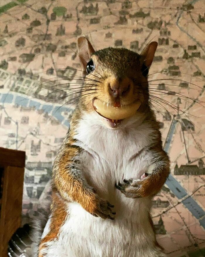 Woman Finds A Baby Squirrel On The Sidewalk And Gives Him A Second Chance At Life; Two Years Later, He Still Visits Her Garden Woman Finds A Baby Squirrel On The Sidewalk And Gives Him A Second Chance At Life; Two Years Later, He Still Visits Her Garden