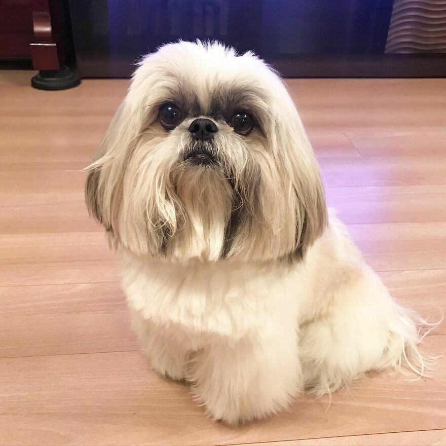 Small Instagram-famous dog fashionista with long fluffy fur and big dark eyes sitting on wooden floor.