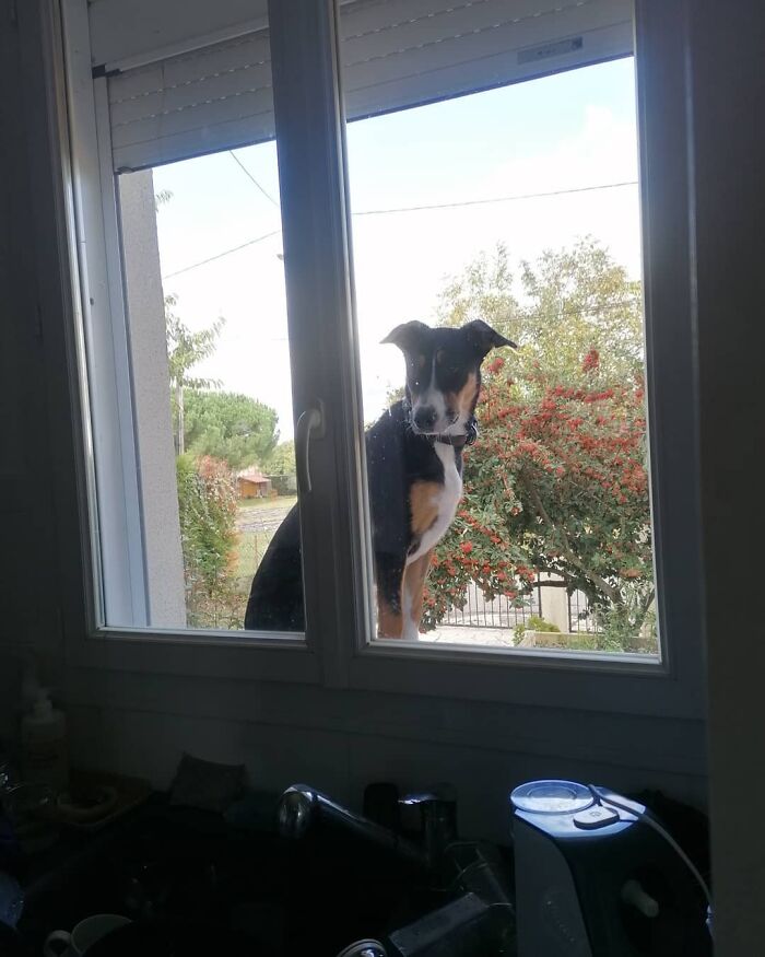 All He Needs Is To "Meow"