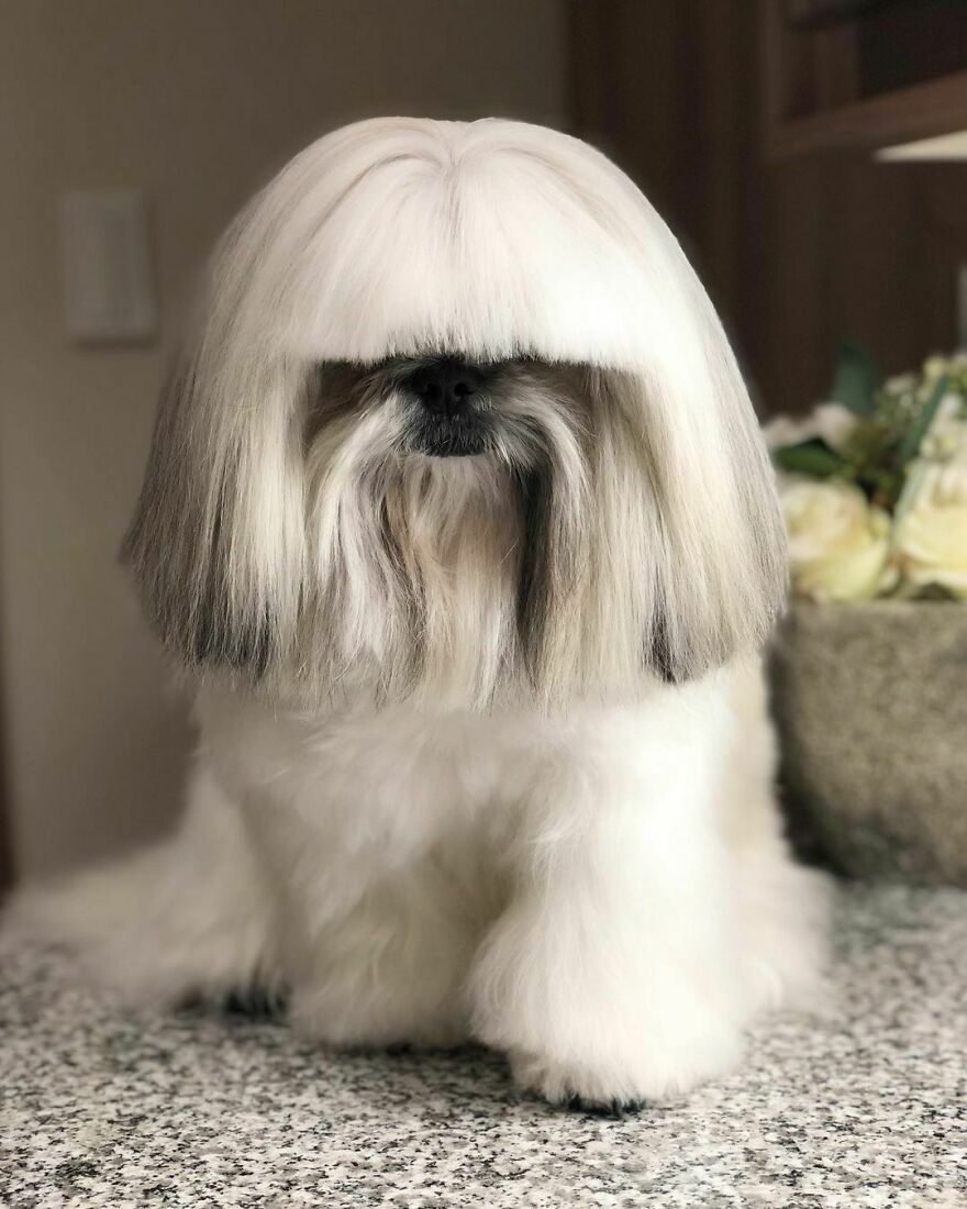 Small dog fashionista with long, styled fur covering eyes, resembling a pop star in a chic indoor setting.