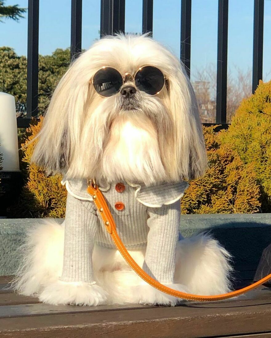 Small dog fashionista wearing round sunglasses and a stylish sweater, sitting outdoors with an orange leash.