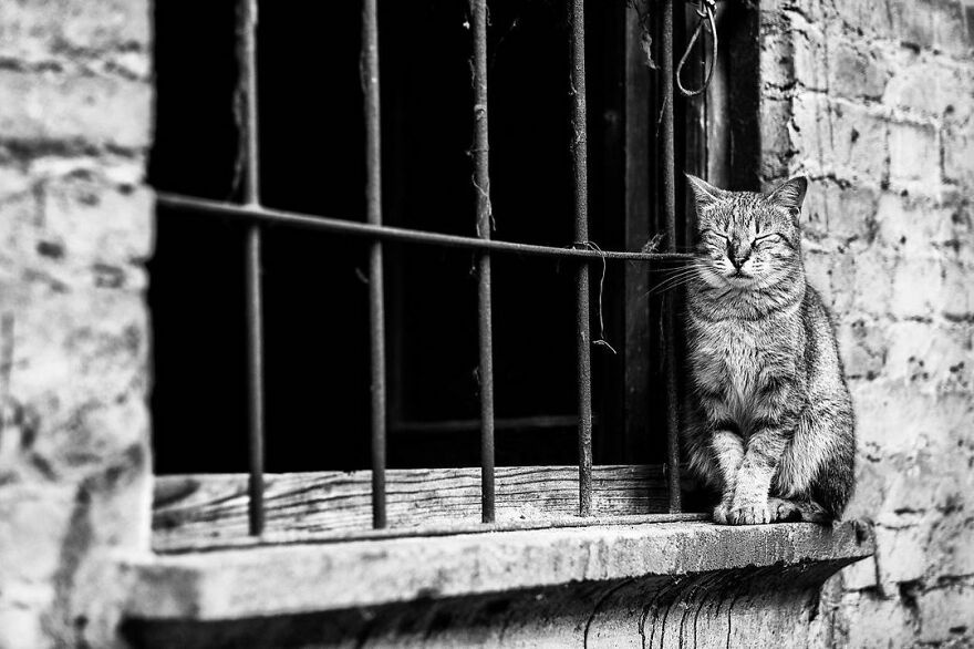 When All You Want Is To Take A Nap And That Stalking Photographer Won’t Stop Shooting...