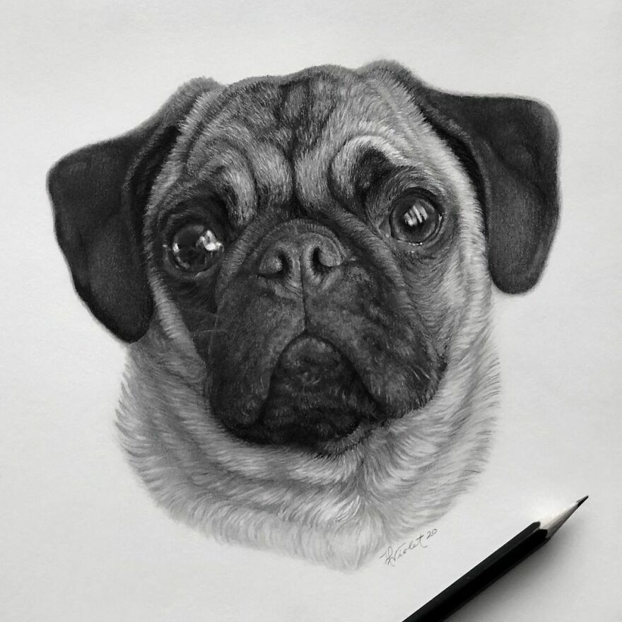 This Artist Makes Realistic Portraits Of Animals That Will Leave You Jaw-Dropping