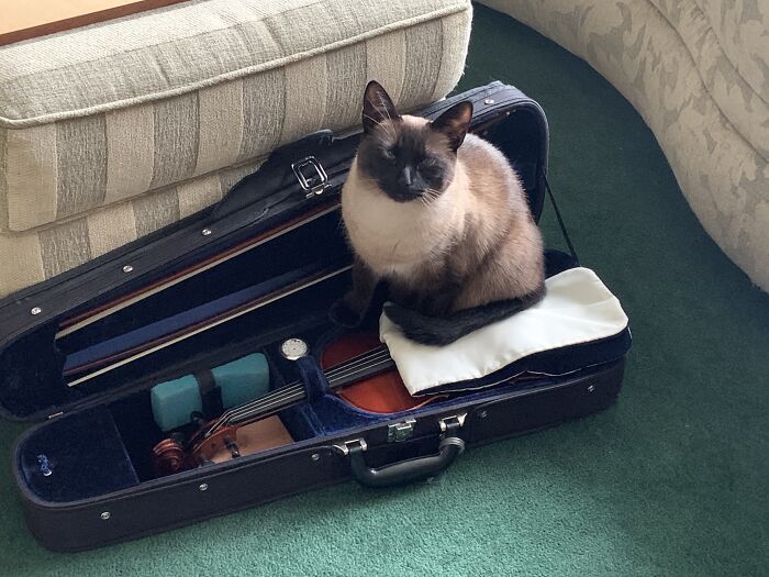 My Siamese With Attitude