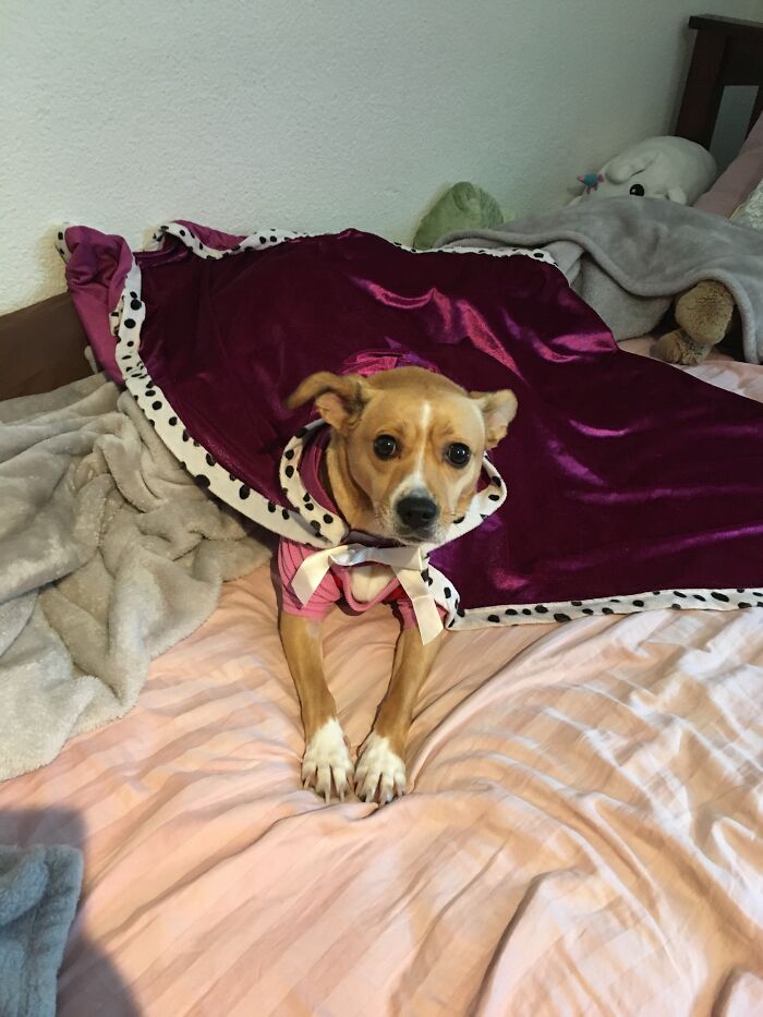 Bee When She Let Me Dress Her Up For No Reason