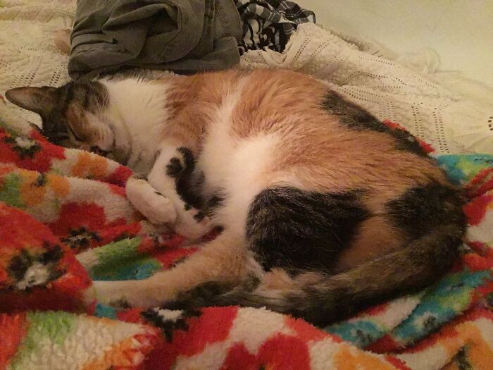 My 15 Year Old Cat I Adopted Last Fall. She’s Sleeping On A Bag Of Catnip.