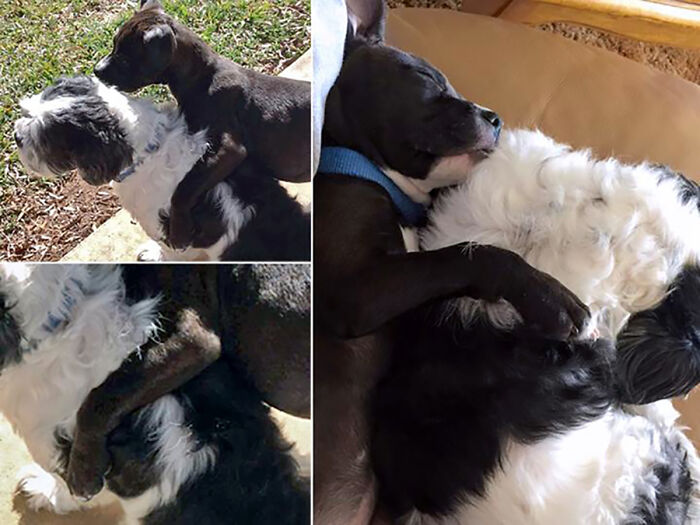 I Brought Home A Pittie Pup Who Declared My Shih Tzu Her New Bff & Was Obnoxious With The Pda.