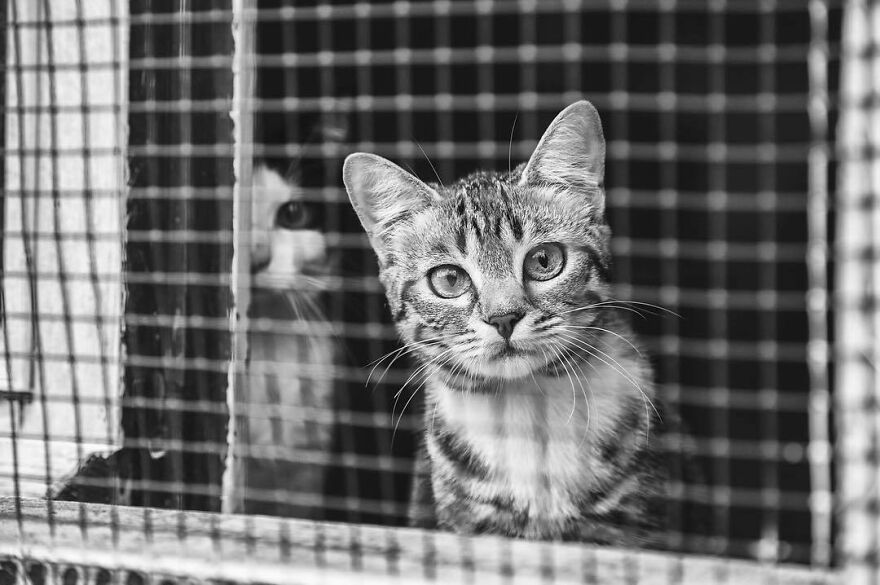 In A Shelter, Waiting For Adoption