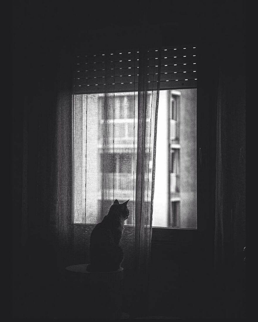 Ana And Her Furry Family